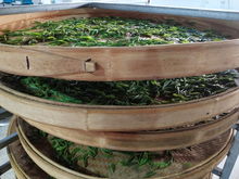 綠水青山育好茶，產業扶貧有希望